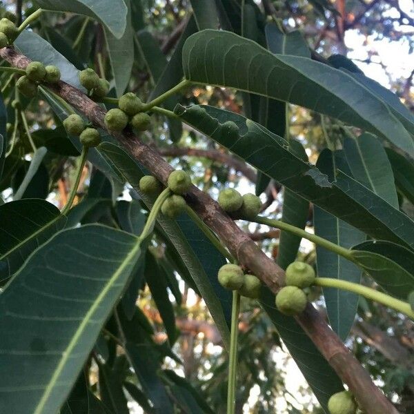 Ficus salicifolia Vili