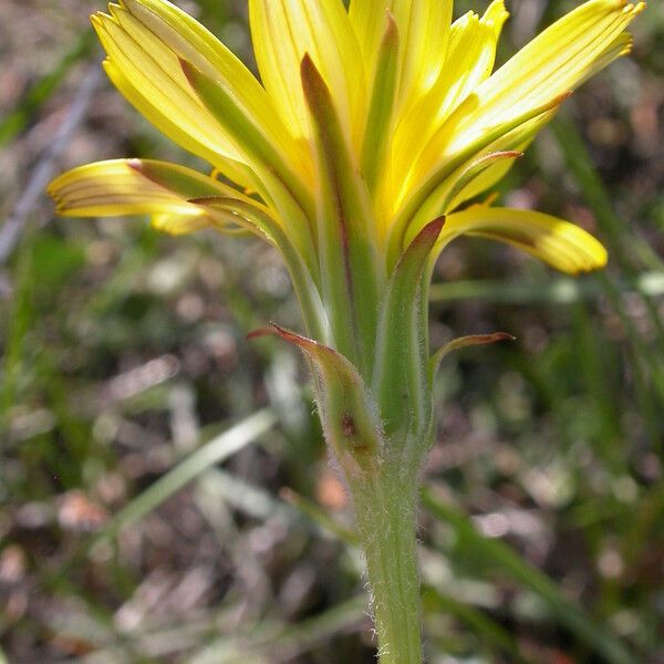 Agoseris glauca 花