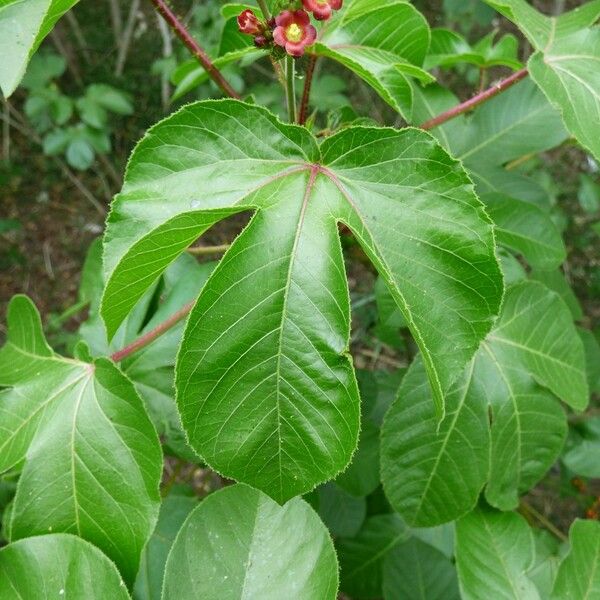 Jatropha gossypiifolia Fuelha