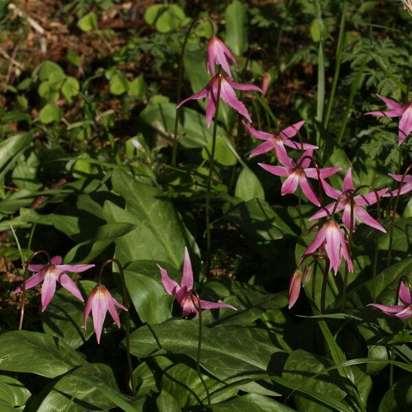 Erythronium revolutum Хабит