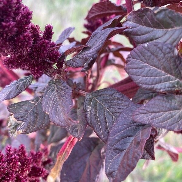 Amaranthus hypochondriacus 葉