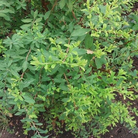 Spiraea alba Leaf