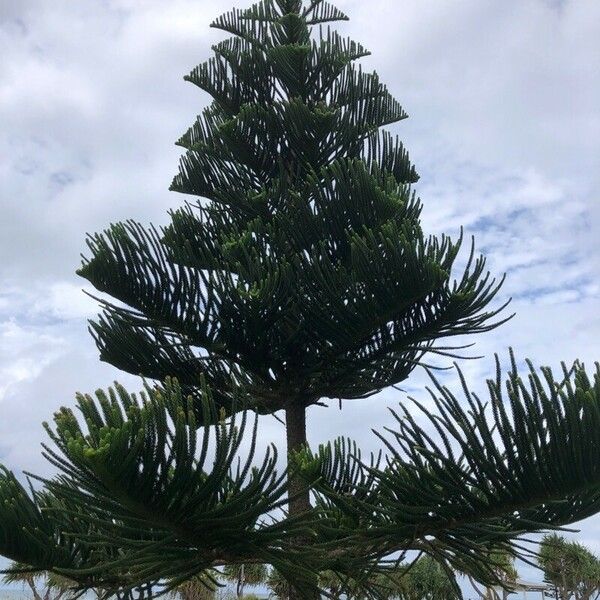 Araucaria heterophylla Leaf