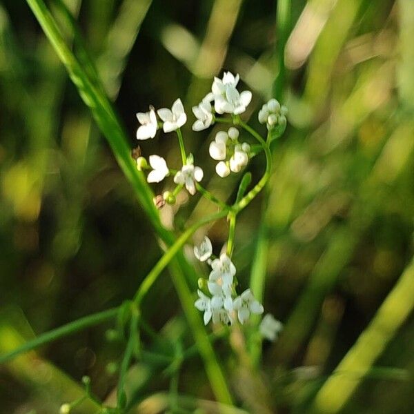 Galium palustre Flor