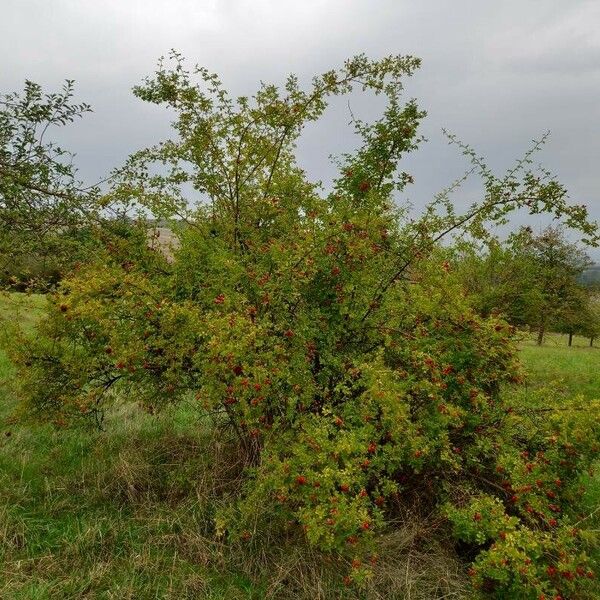 Rosa rubiginosa Vekstform