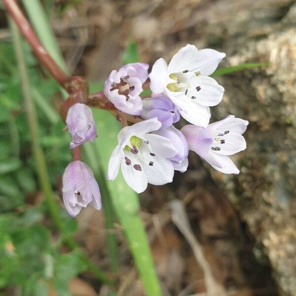 Brimeura fastigiata Blüte