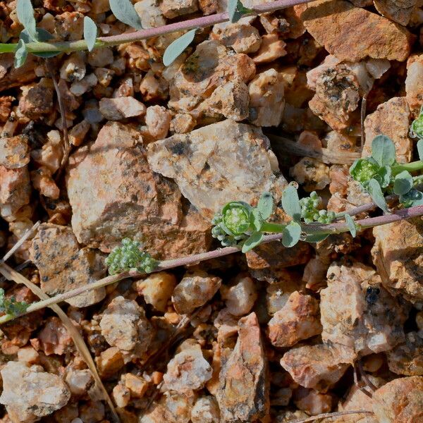 Corrigiola litoralis Flower