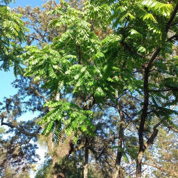 Imagem de referência para identificação da planta Cedro-rosa