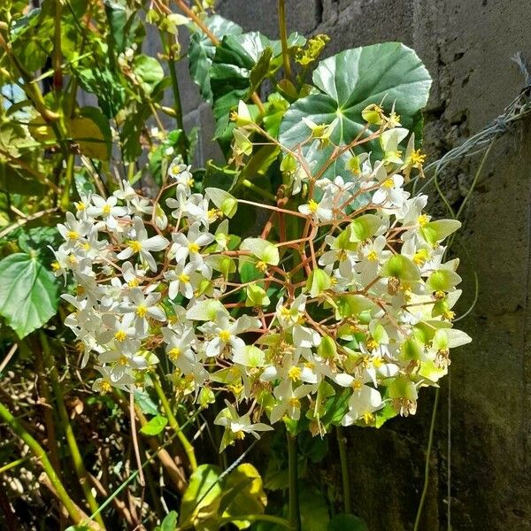 Begonia glabra Flor