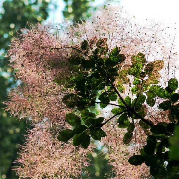 Cotinus coggygria Flors