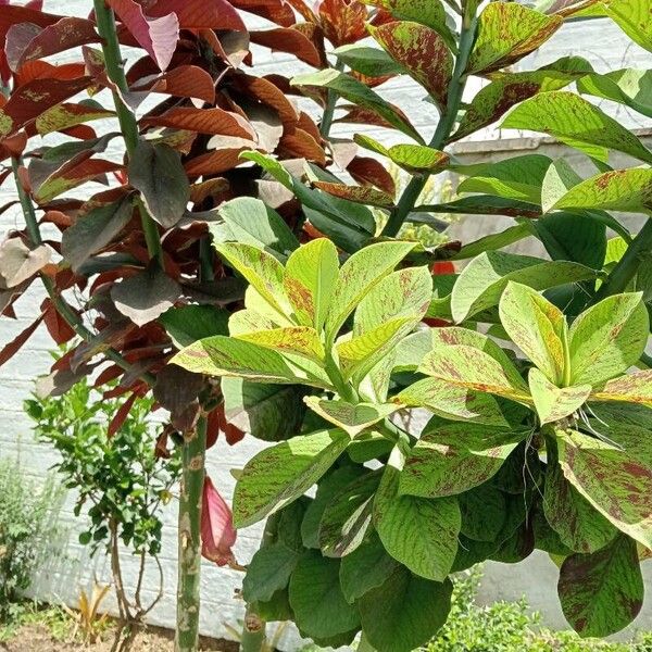 Euphorbia umbellata 葉