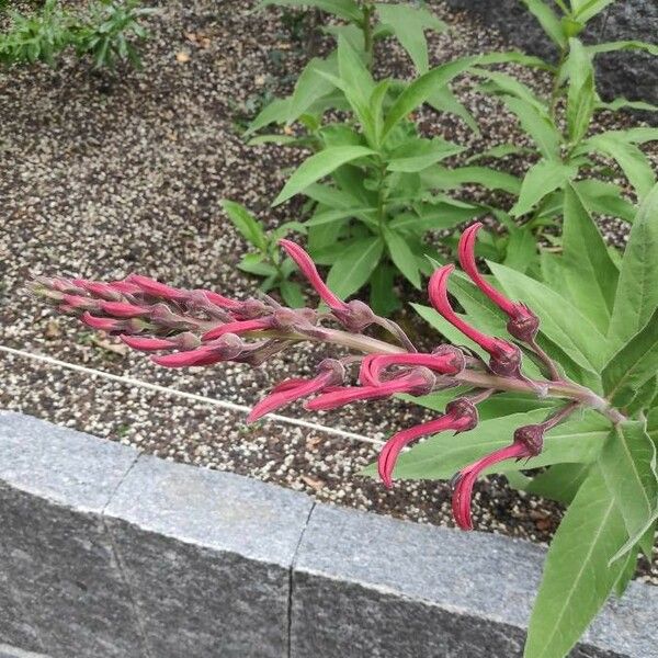 Lobelia tupa Flower