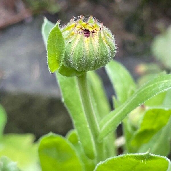 Calendula officinalis 花