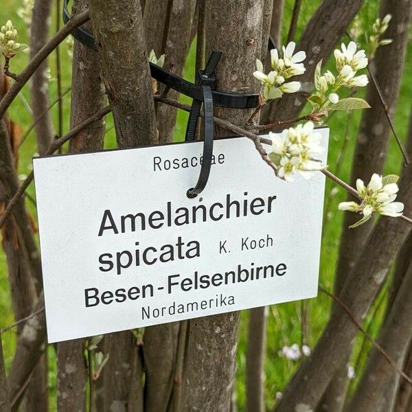 Amelanchier × spicata 其他