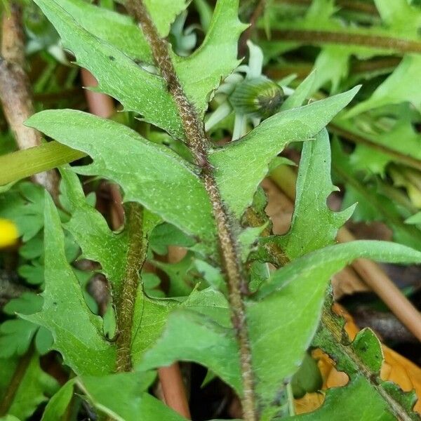 Taraxacum campylodes Leaf