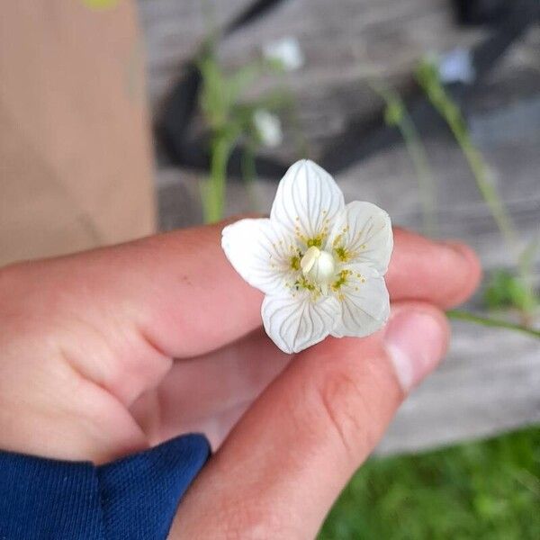 Parnassia palustris Kwiat