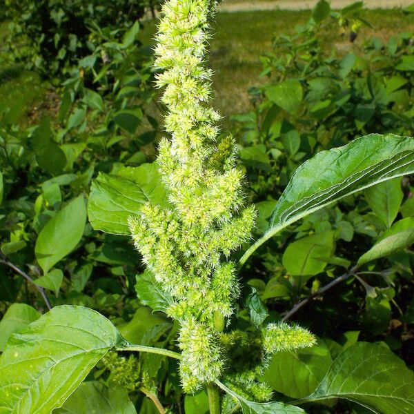 Amaranthus retroflexus Žiedas