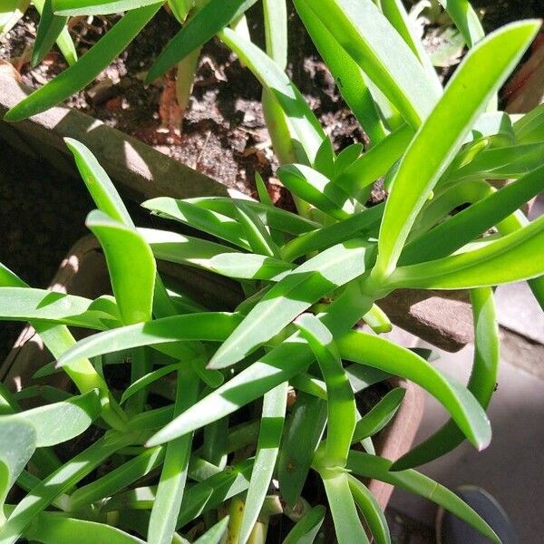 Carpobrotus acinaciformis 葉