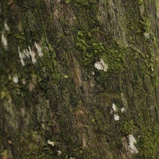 Duroia longiflora Casca