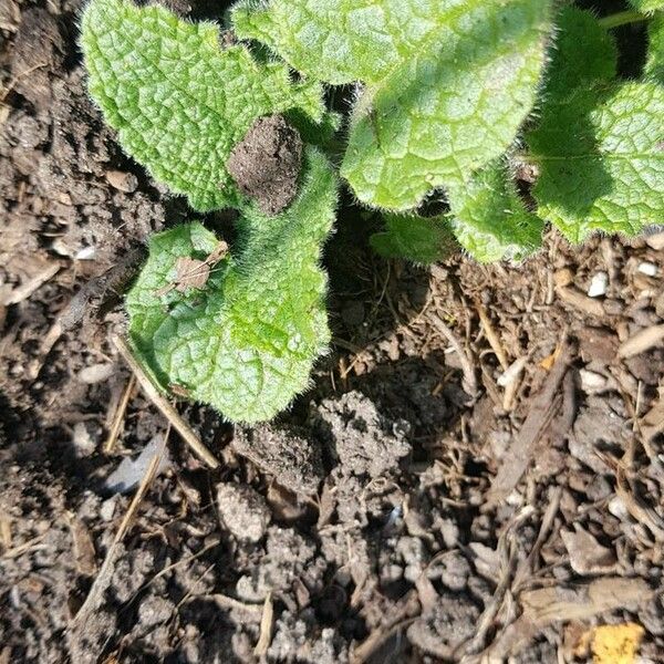 Salvia verticillata Folha