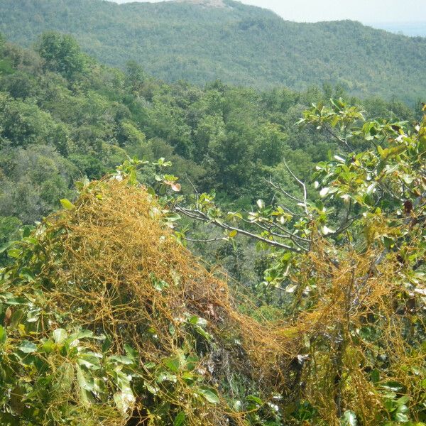 Cassytha filiformis Habit