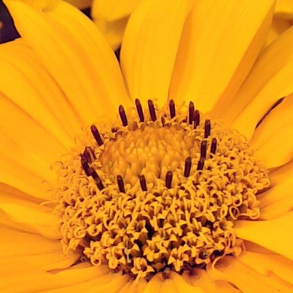 Heliopsis helianthoides Žiedas