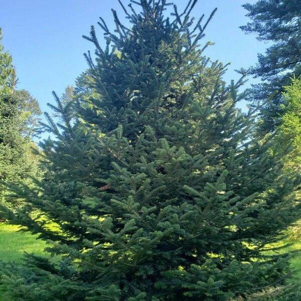 Abies nordmanniana ശീലം