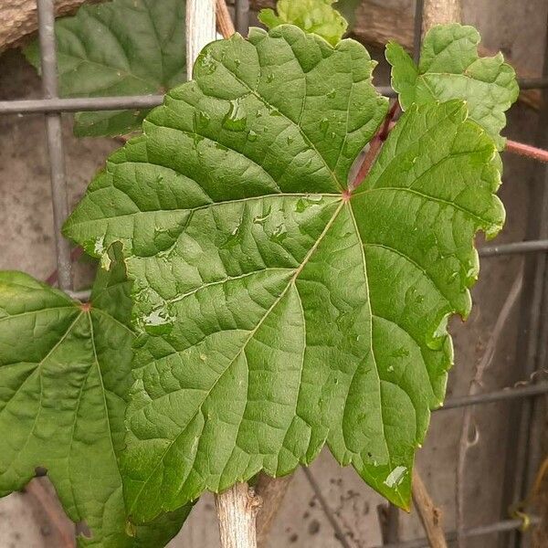 Vitis aestivalis Folha