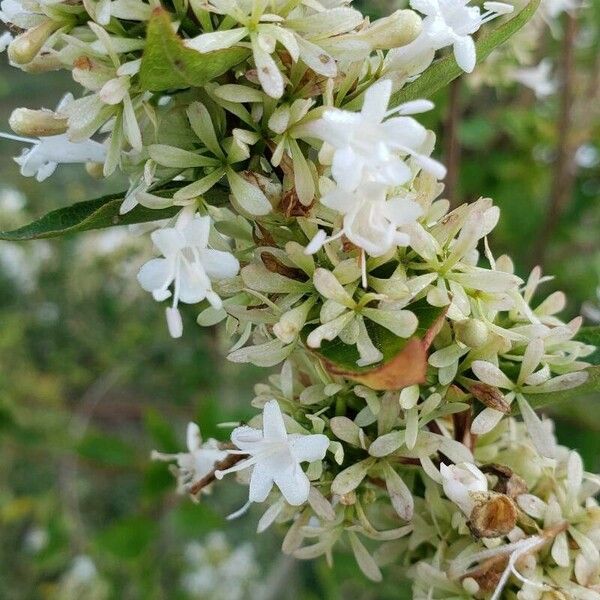 Abelia chinensis Kvet