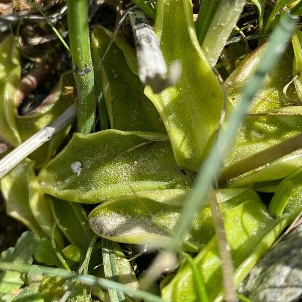 Pinguicula vulgaris Leaf