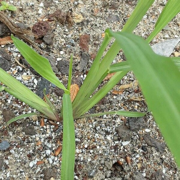 Echinochloa crus-galli برگ