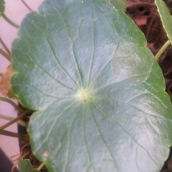 Hydrocotyle bonariensis Leaf