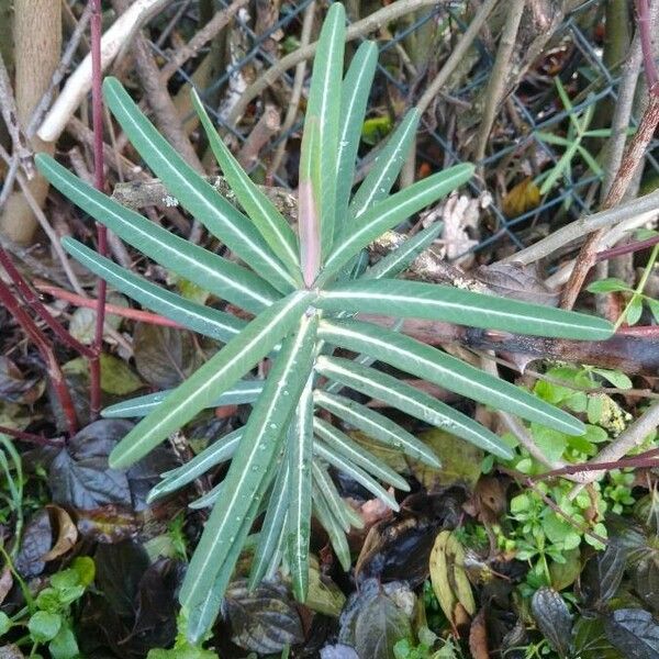 Euphorbia lathyris पत्ता