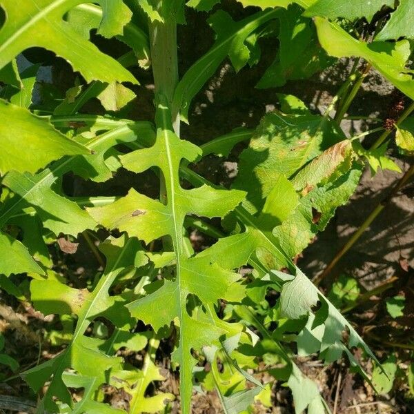 Lactuca canadensis Leaf