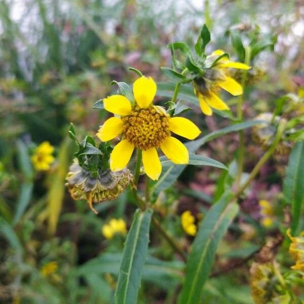 Bidens cernua ফুল