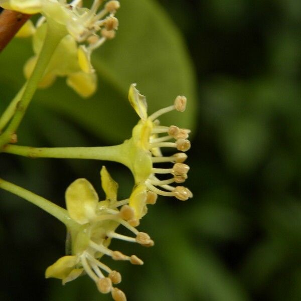 Psiloxylon mauritianum Flower