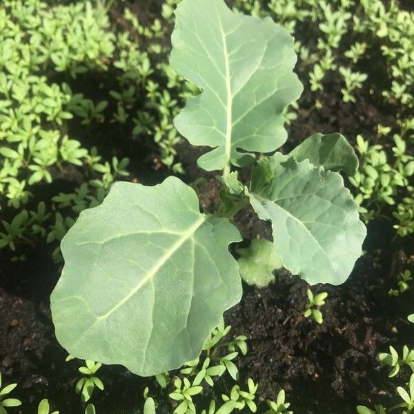 Brassica oleracea 葉