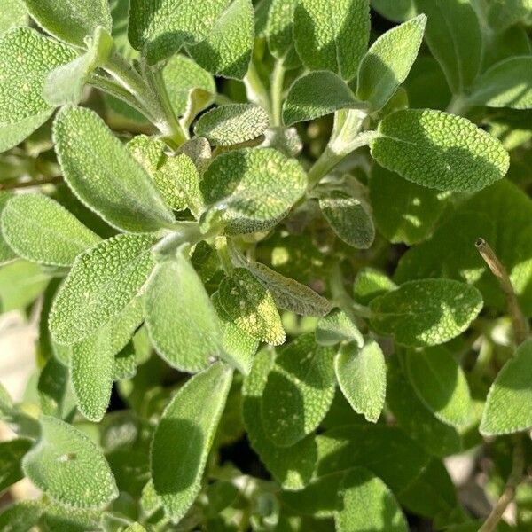 Salvia fruticosa Frunză