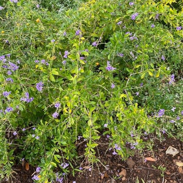 Duranta erecta Hábito