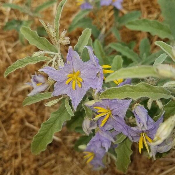 Solanum elaeagnifolium പുഷ്പം