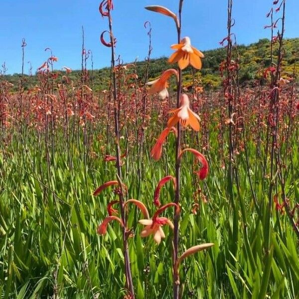 Watsonia meriana Цвят