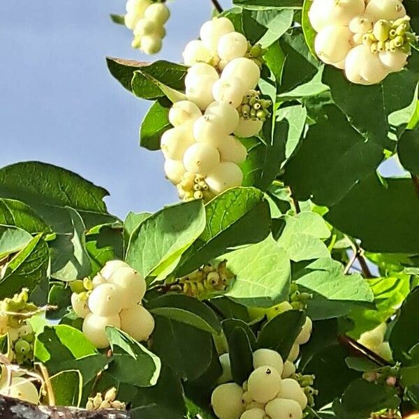 Symphoricarpos albus Кветка