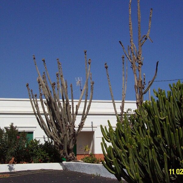 Euphorbia canariensis Bark