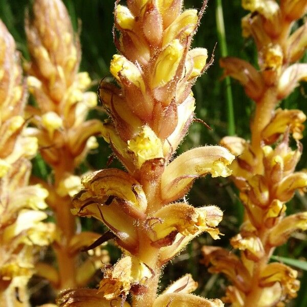 Orobanche lutea Blomma