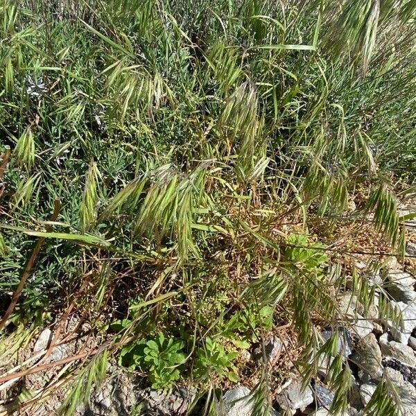 Bromus tectorum Habit