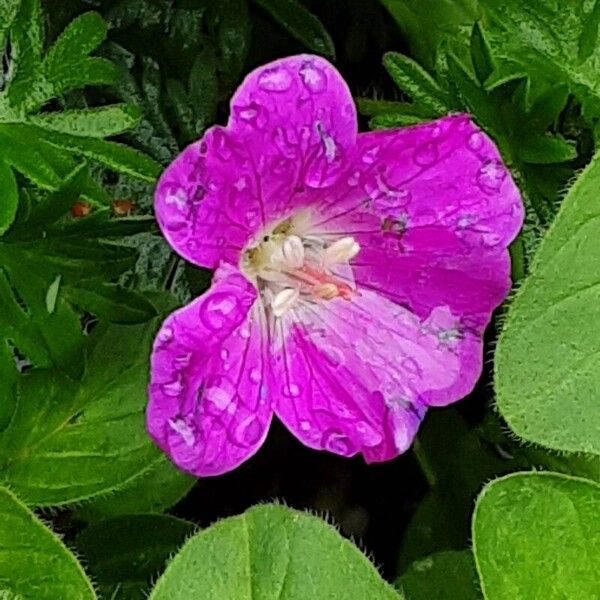 Geranium sanguineum Flor