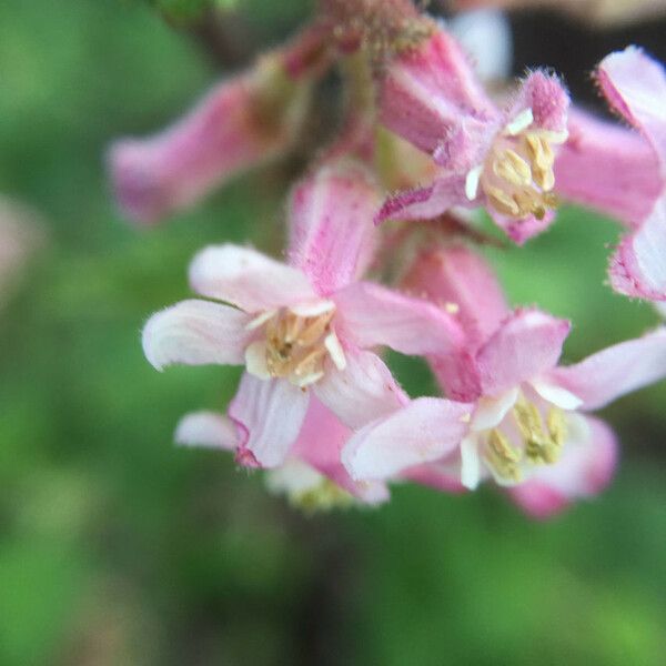 Ribes malvaceum Flor