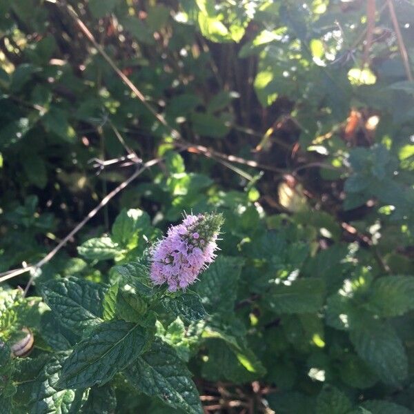 Mentha spicata Fuelha