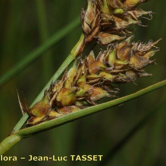 Carex lasiocarpa Кветка