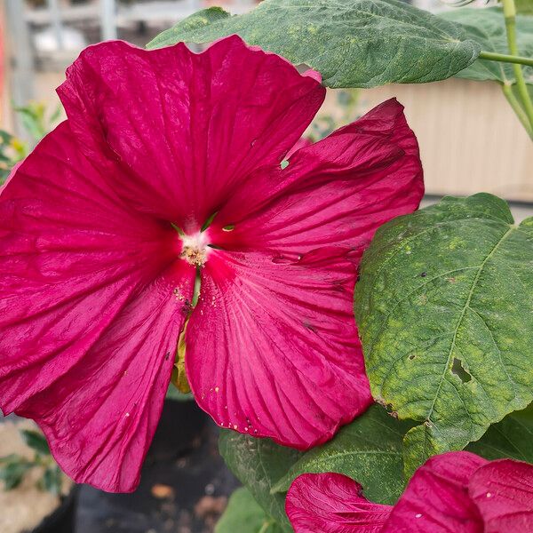 Hibiscus moscheutos Fleur